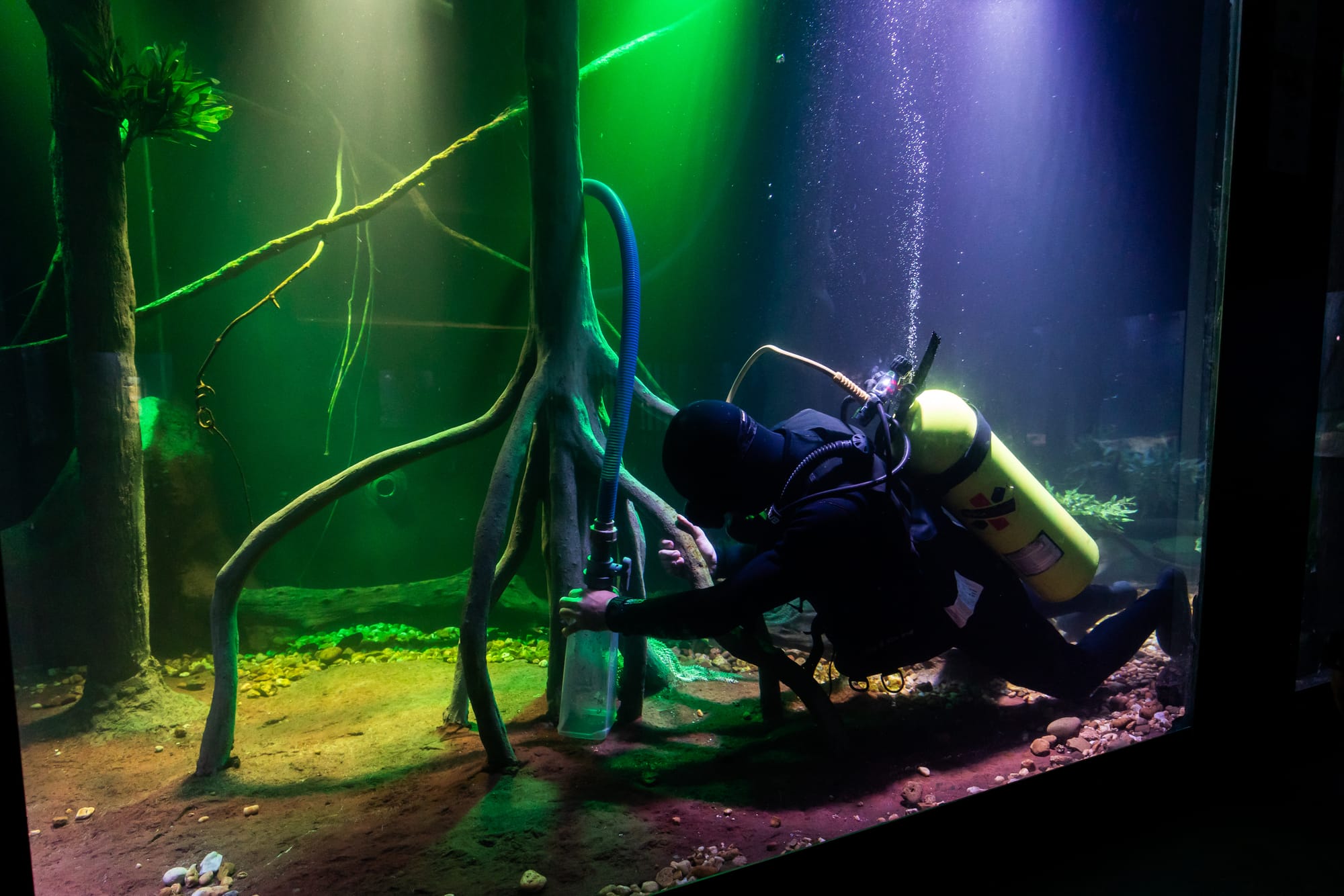 Por trás dos vidros: o cuidado diário que transforma o Aquário Municipal