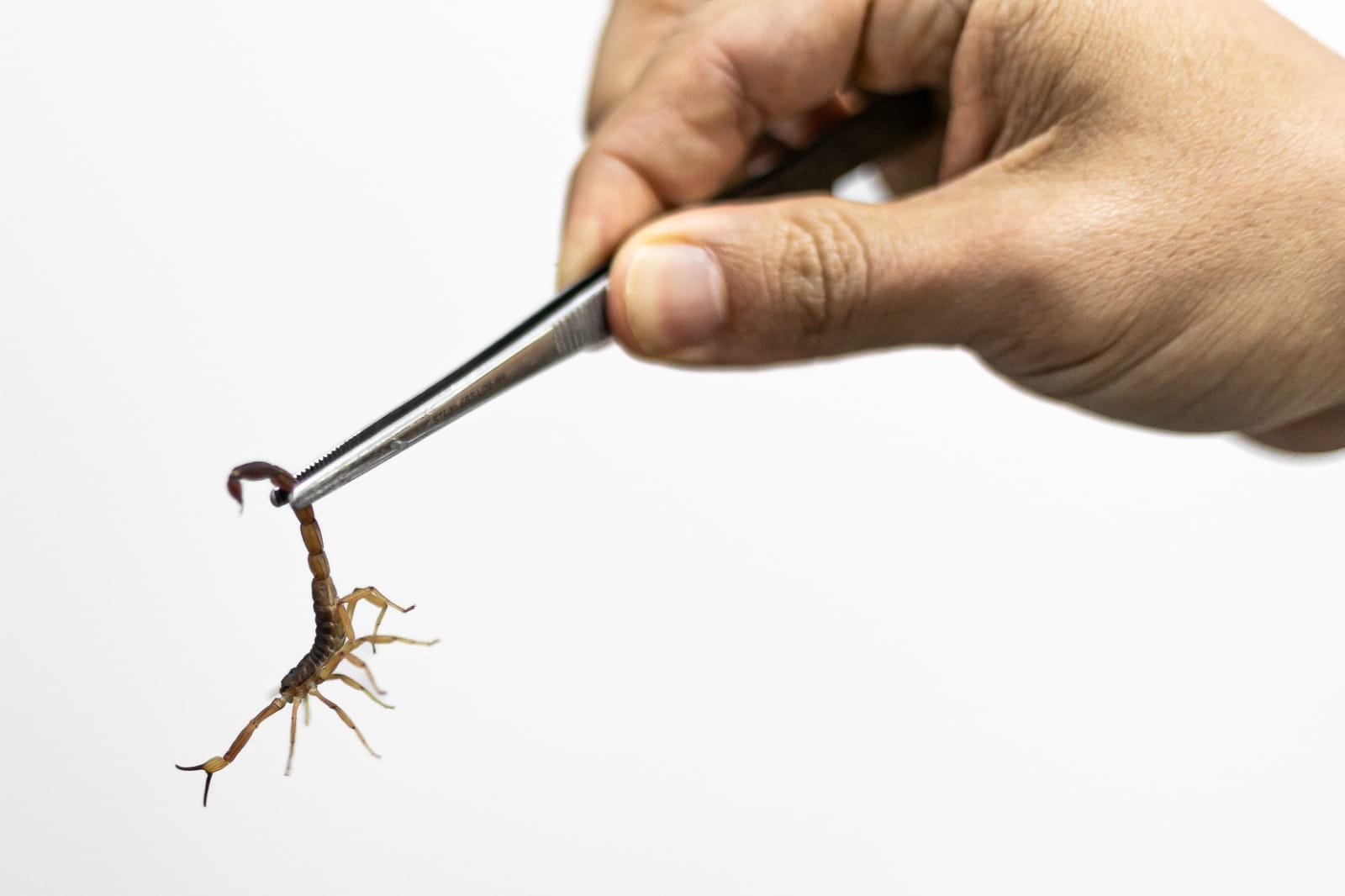 Prefeitura de Cuiabá registra queda de 63,6% nos acidentes com animais peçonhentos em janeiro de 2026