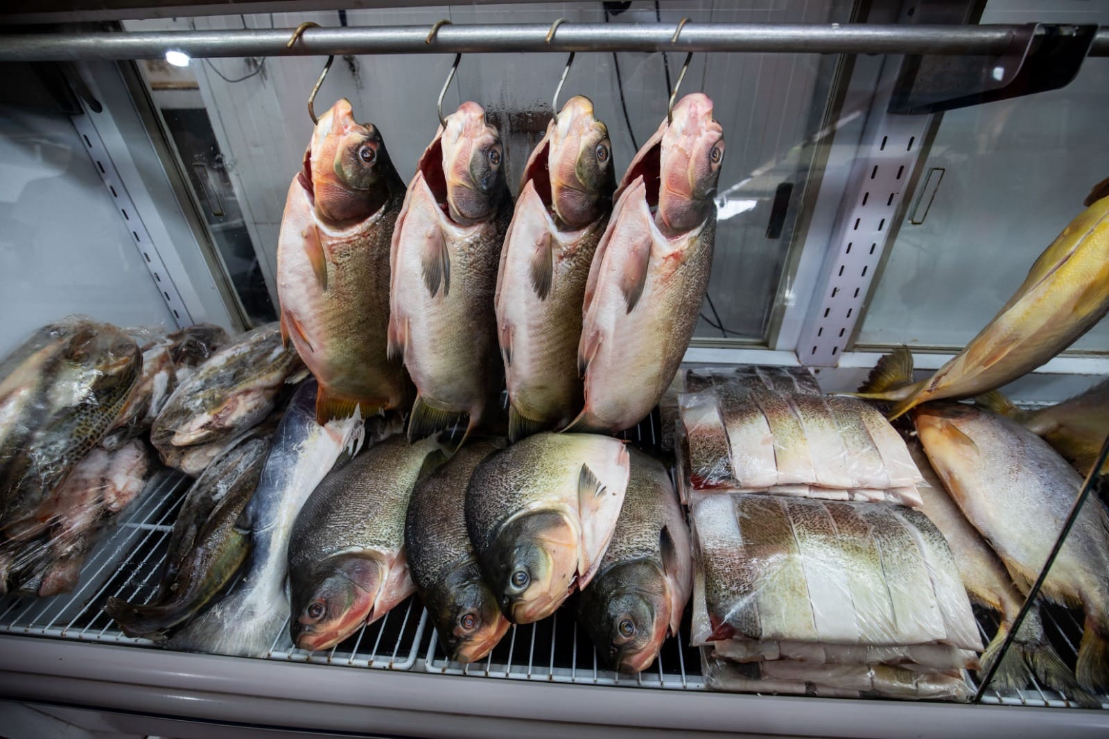 Confira os locais para comprar peixe com preço acessível, venda inicia nessa segunda-feira