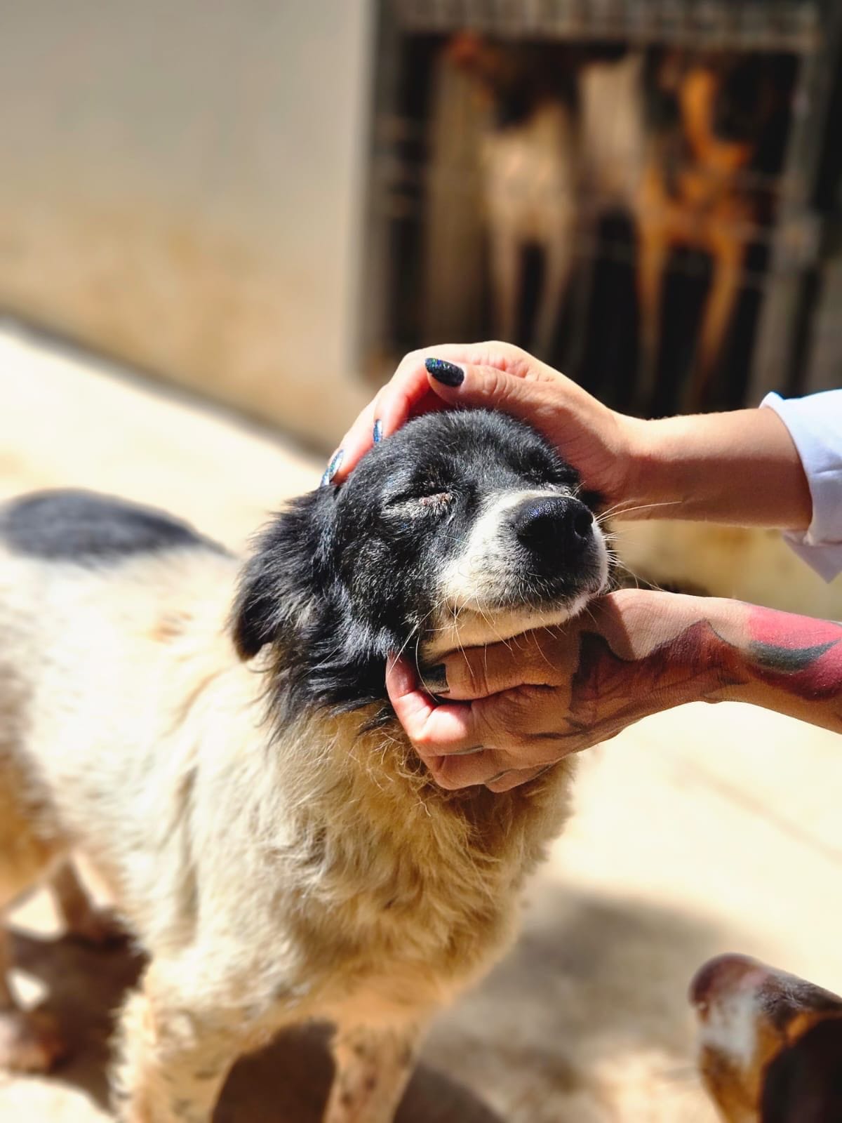 Prefeitura promove mutirão de vacinação e adoção de animais no Passaredo