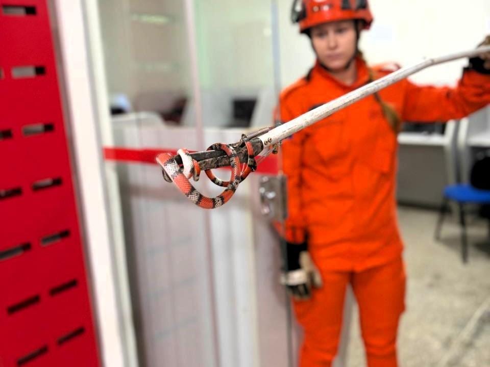 Corpo de Bombeiros resgata serpente dentro de sala de aula em Confresa