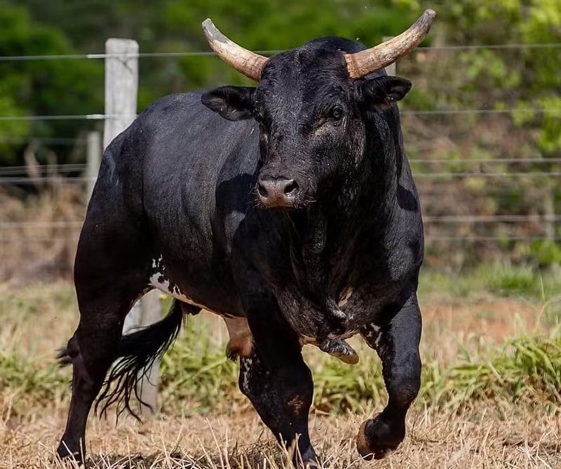 Peão morre após cair de touro e ser pisoteado durante treino de montaria