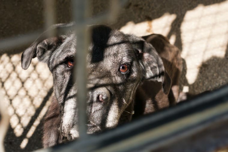 MP pede bloqueio de R$ 15 mi do Município para garantir bem-estar animal