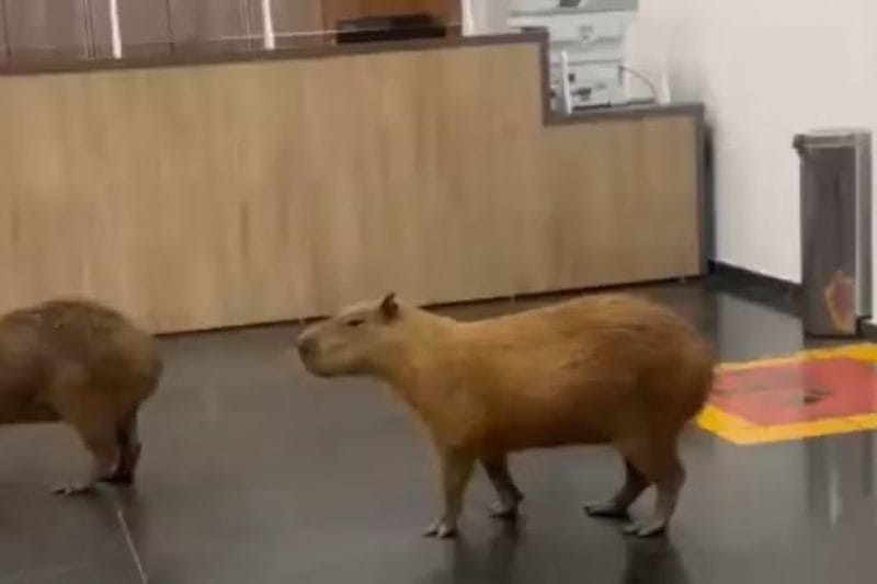 Capivaras invadem recepção da Assembleia Legislativa; veja vídeo
