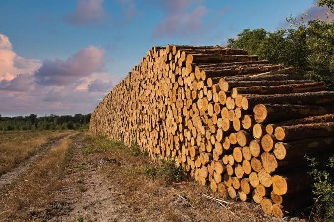 Tarifaço dos EUA atinge quase 25% do setor de papel e celulose brasileiro