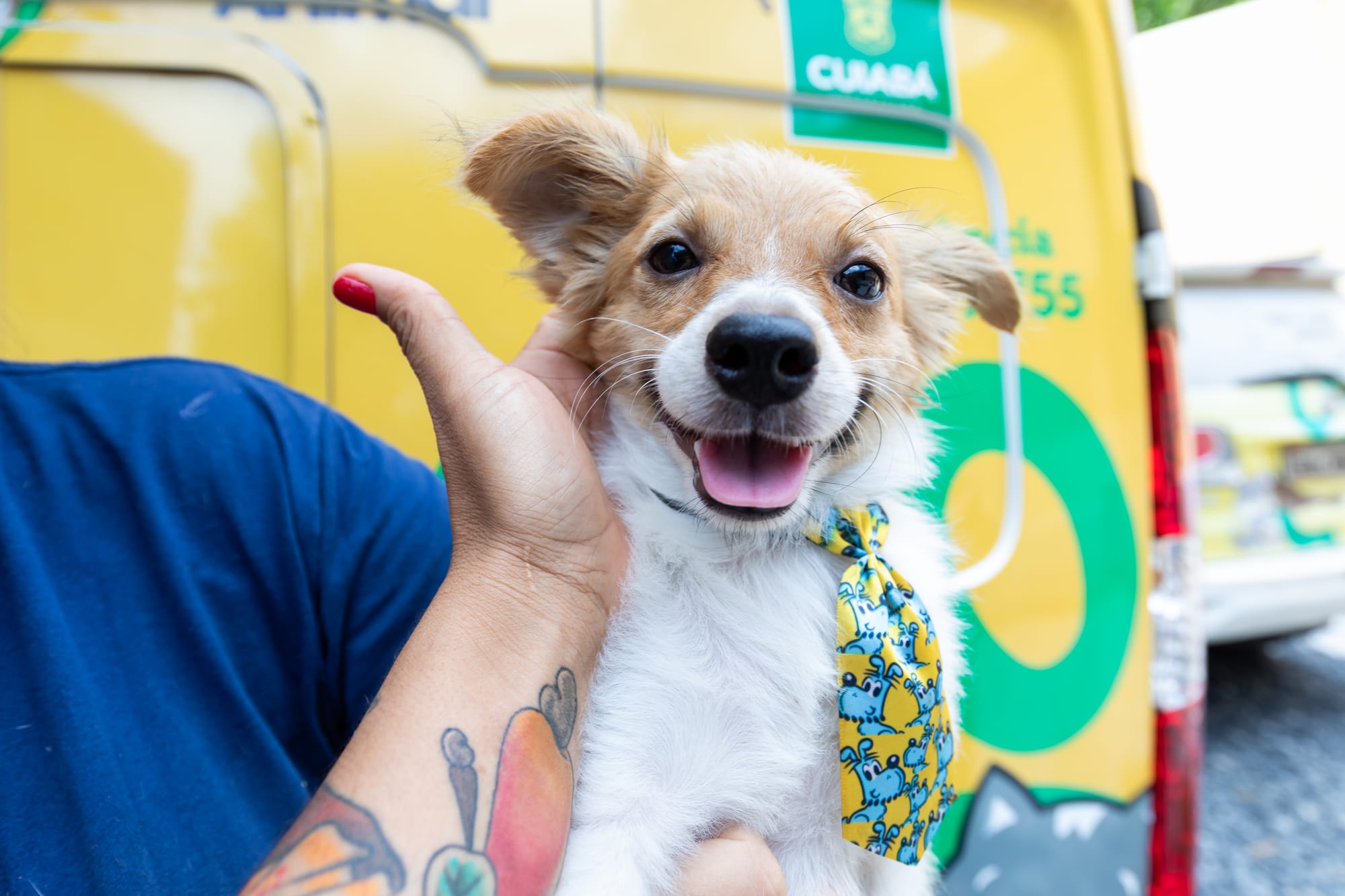 Leis que ampliam ações de proteção e bem-estar animal são sancionadas