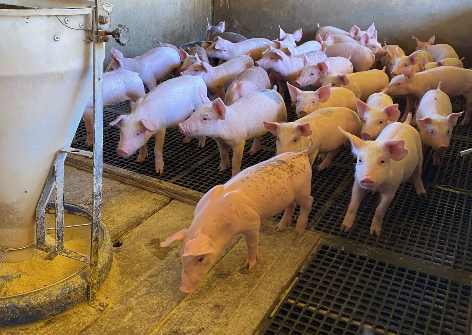 Planejamento da granja e vazio sanitário são fundamentais para fortalecer suinocultura