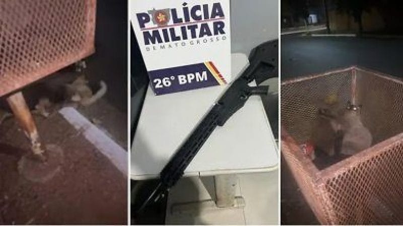 Homem é flagrado atirando em gatos com arma de airsoft em Nova Mutum