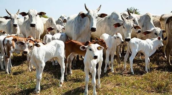 Custo da reposição dispara e pecuarista paga 2,3 arrobas a mais por bezerro em julho