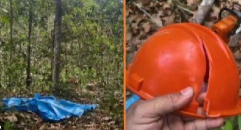 Idoso morre após galho de árvore atingir sua cabeça durante corte em MT
