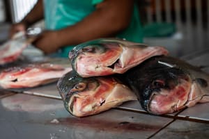 Curso qualifica sobre manipulação de pescado e segurança alimentar no Peixe Santo 2026