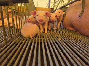 Queda de 27,5% no preço do suíno vivo em 2026 alerta para crise no setor em MT