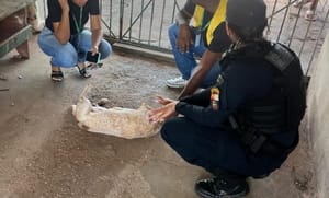Idoso de 68 anos é preso por "estuprar" cadela em Cuiabá