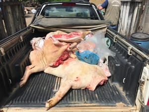 Justiça determina interdição de matadouro após ação do MPMT