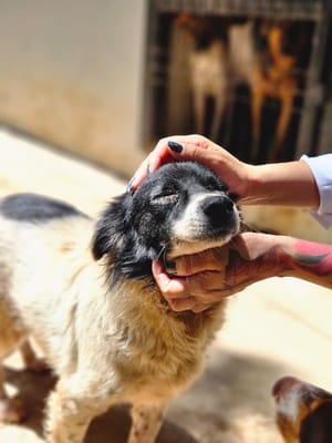 Prefeitura promove mutirão de vacinação e adoção de animais no Passaredo