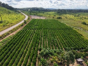 Governo publica edital de R$ 76,7 milhões para fortalecer pequenos produtores em MT