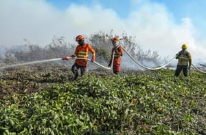 Vagas para brigadistas temporários são destinadas para 29 municípios de MT