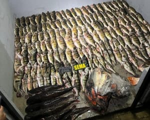 Sema apreende 184 unidades de pescado em Luciara e carne de caça em MT