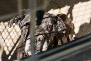 MP pede bloqueio de R$ 15 mi do Município para garantir bem-estar animal