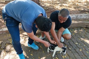 Vacinação antirrábica gratuita segue disponível durante todo o ano no CCZ de Várzea Grande