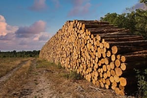 Tarifaço dos EUA atinge quase 25% do setor de papel e celulose brasileiro