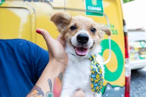 Leis que ampliam ações de proteção e bem-estar animal são sancionadas