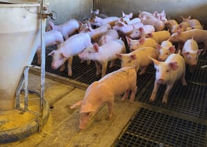 Planejamento da granja e vazio sanitário são fundamentais para fortalecer suinocultura