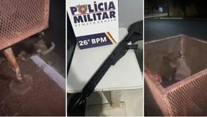 Homem é flagrado atirando em gatos com arma de airsoft em Nova Mutum