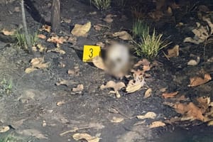 Crânio humano com sinais de carbonização é encontrado em área de mata em Cuiabá
