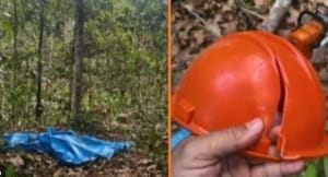 Idoso morre após galho de árvore atingir sua cabeça durante corte em MT