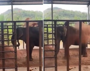 Helefante Sandro toma 'banho de terra' minutos após chegada em santuário de Chapada